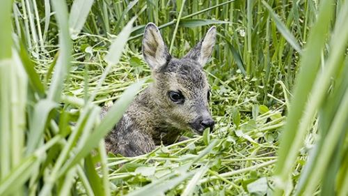 Záchrana srnčat dronem